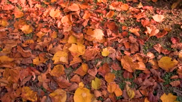 Slider shot upadłych suchych żółtych liści na tle lasu - Materiał filmowy, wideo