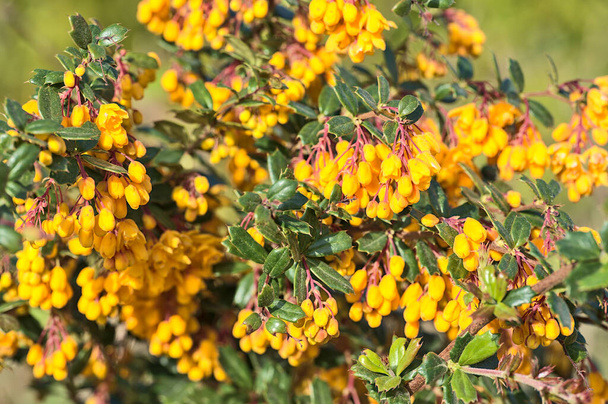 Schöne Nahaufnahme des Frühlings orange Darwins Berberitze (Berberis darwini) Blumen wachsen auf dem Universitätscampus, Dublin, Irland. Weiche und selektive Fokussierung - Foto, Bild