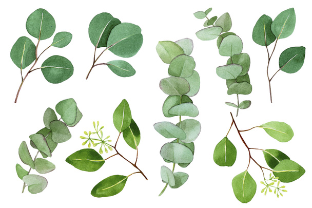 großes Aquarell-Set aus Eukalyptusblättern. grüne Eukalyptusblätter und Zweige isoliert auf weißem Hintergrund. Aquarell-Sammlung - Foto, Bild