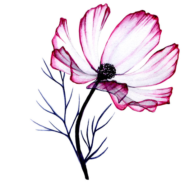 Suluboya çizim. Pembe papatya çiçeği. Beyaz arka planda soyutlanmış pembe kır çiçeği, kozmos. - Fotoğraf, Görsel