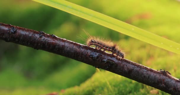 Yellow tail moth (Euproctis similis) caterpillar, goldtail or swan moth (Sphrageidus similis) is a caterpillar of the family Erebidae. Caterpillar crawls along a tree branch on a green background. - Záběry, video