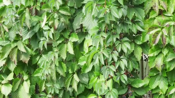 Young wild grape leaves fence - park wall background. - Footage, Video