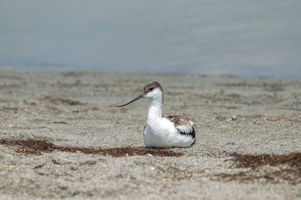 Shiloklyuvka. Recurvirostra avosetta. Een grote zwart-wit zandvanger met een gebogen snavel. - Foto, afbeelding