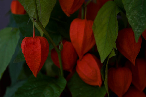 Bouquet physalis or red cape gooseberry - Photo, Image