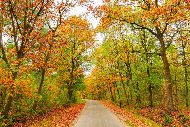 Podzimní lesní krajina v denním světle, zářivé barvy - Fotografie, Obrázek