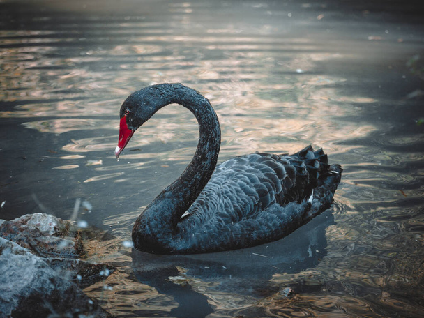 a view on a fantastic black swan - Foto, imagen