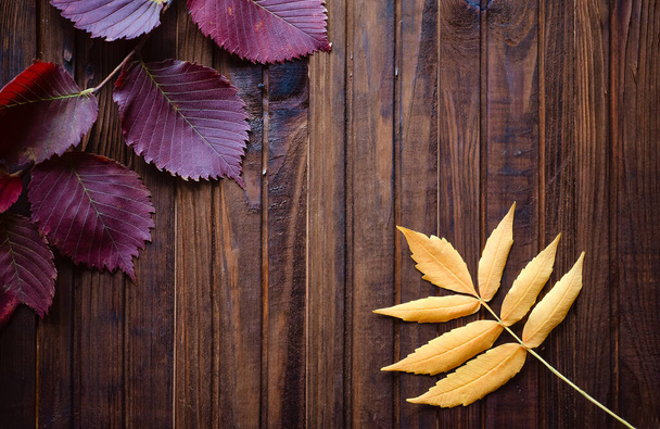Autumn background, red, yellow, green leaves on a wooden brown background - Foto, imagen