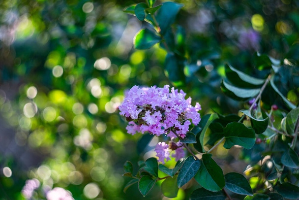 Hermosas fowers en el arbusto del parque floreciendo en el verano - Foto, Imagen