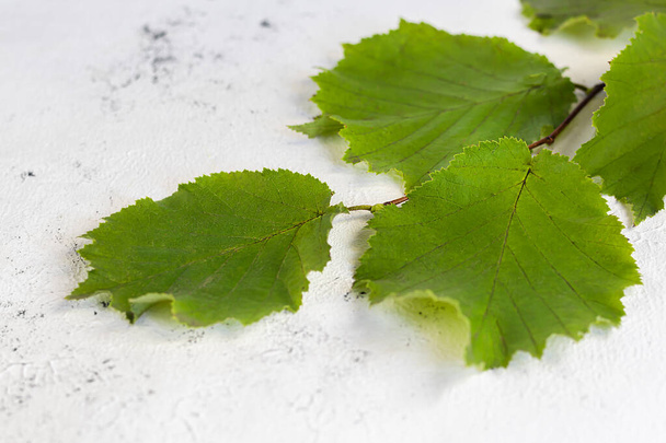 Groene bladeren van hazelnoten op een lichte achtergrond. Achtergronden en texturen. Kopieerruimte - Foto, afbeelding