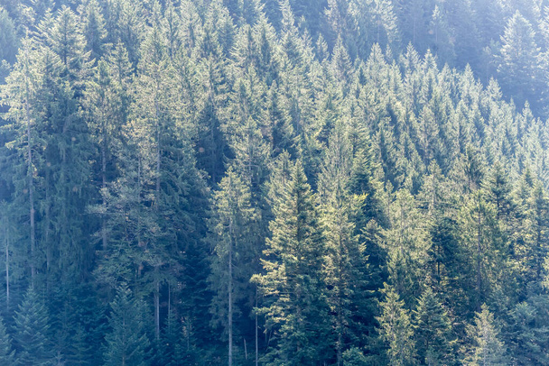 Beschaffenheit hoher Nadelbäume am Hang, aufgenommen im Sommerlicht bei Oppenau, Renchtal, Schwarzwald, Baden Wuttenberg, Deutschland - Foto, Bild