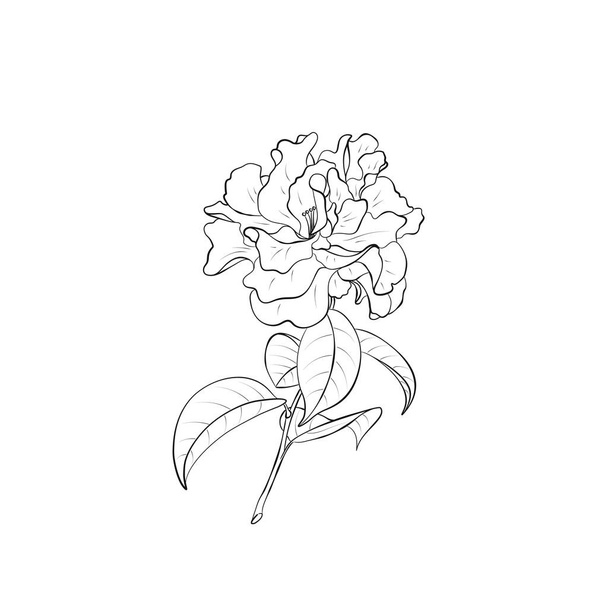contour flower illustration. hand drawn floral element for greeting card and invitation design - Vetor, Imagem