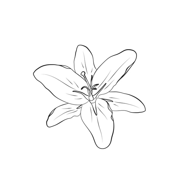 lirio flor contorno ilustración. vector dibujado a mano elemento floral para tarjeta de felicitación y diseño de invitación. - Vector, imagen