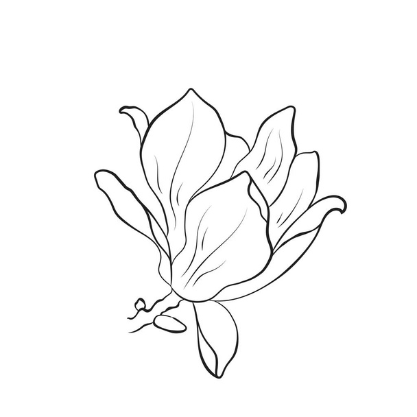 hand drawn magnolia flower. contour flourish illustration. vector floral element for greeting card and invitation design - Vector, Image