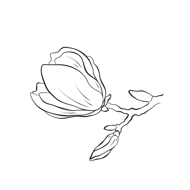 Magnoliin poupě obraz. ručně kreslený obrys květiny ilustrace. vektorový květinový prvek pro návrh pohlednice a pozvánky - Vektor, obrázek