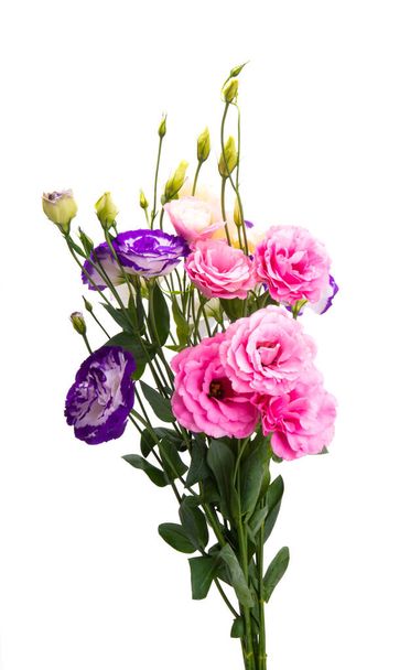 eustoma květiny izolované na bílém pozadí  - Fotografie, Obrázek