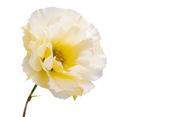 eustoma kukat eristetty valkoisella taustalla  - Valokuva, kuva