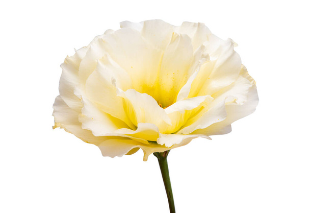eustoma virágok elszigetelt fehér háttér  - Fotó, kép
