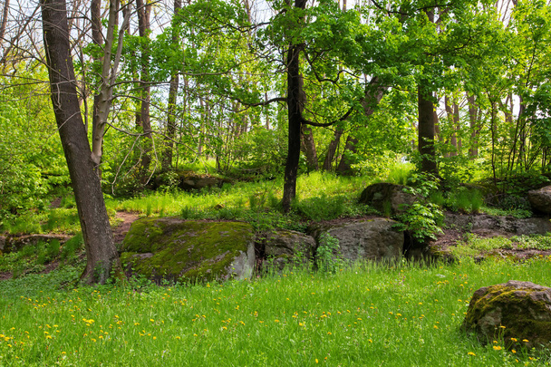 Landscaping  - Fotoğraf, Görsel