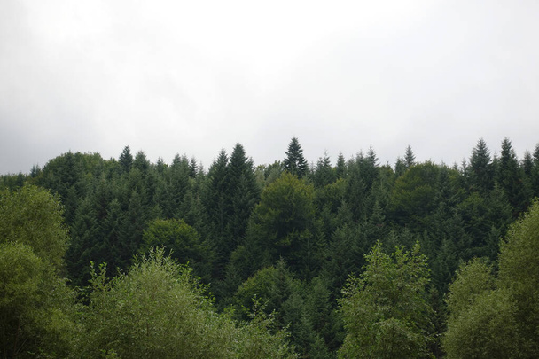 Arbres verts sains dans une forêt de vieux sapins, épicéas et pins. Épinettes descendant la colline à la forêt de conifères dans le brouillard au lever du soleil
 - Photo, image