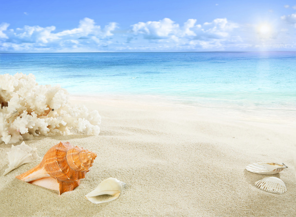 Раковины и кораллы на пляже
 - Фото, изображение