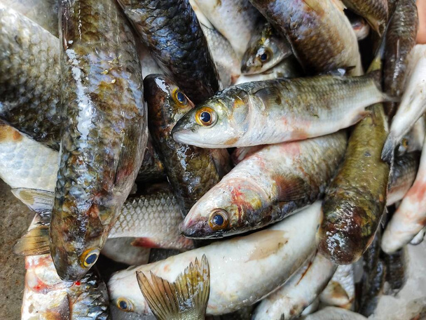 bunch of mugil cephalus grey mullet fish with ice ready for sale in indian fish market - Photo, Image