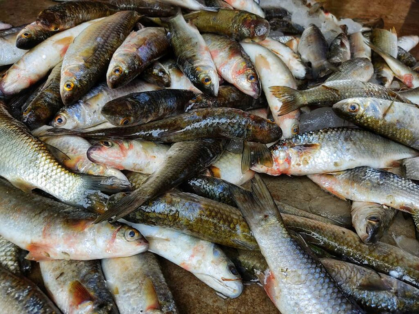 Bündel Mugil-Cephalus-Meeräsche mit Eis zum Verkauf auf dem indischen Fischmarkt - Foto, Bild