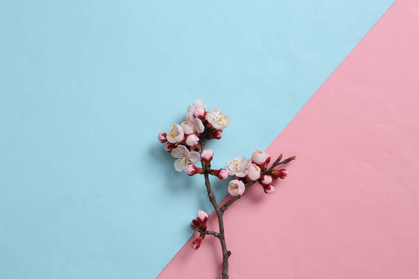 Beautiful pink flowering branches on pink blue background. Springtime concept. Flat lay, top view - Photo, Image