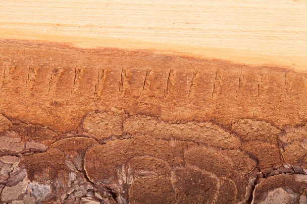 wood texture with bark - Valokuva, kuva