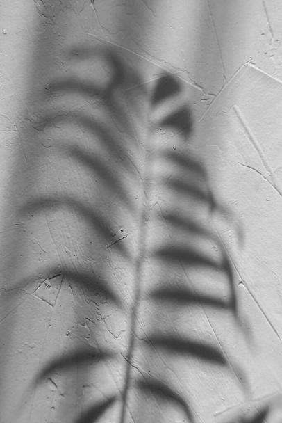 abstracted palm leaf shadow on grey concrete background  - Photo, Image