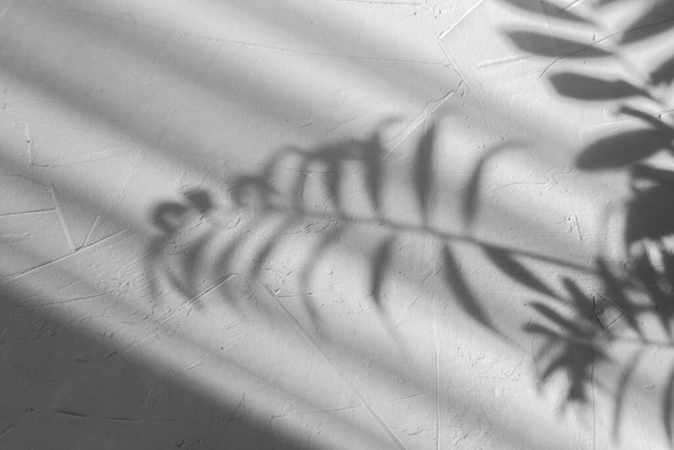 abstraktní palmový list stín na šedém betonovém pozadí  - Fotografie, Obrázek