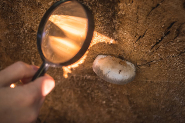 Биолог-исследователь изучает грибные заболевания и другие экологические проблемы с помощью увеличительного стекла - Фото, изображение