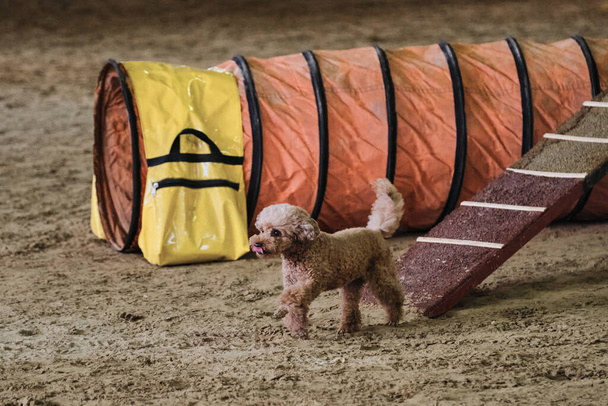 Agility wedstrijden, sport met hond om het contact met de eigenaar te verbeteren. Rood haar speelgoed poedel is afgedaald van boom training shell en loopt vrolijk op zand. - Foto, afbeelding
