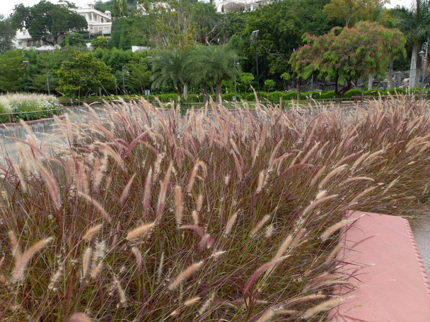 Purple fountain grass, Fountain grass, rajasthan, India  - Photo, Image