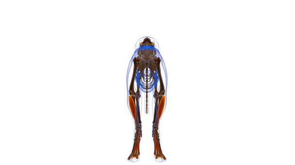 Flexor Digitorum Profundus mięśnie B Anatomia mięśni psa do koncepcji medycznej 3D Ilustracja - Zdjęcie, obraz