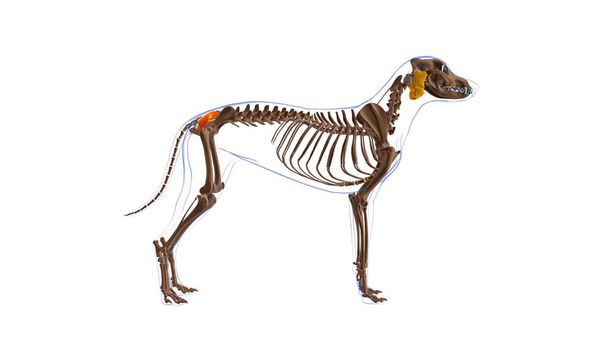 Gluteus Επιφανειακός μυς Σκύλος Ανατομία μυών για Medical Concept 3D Εικονογράφηση - Φωτογραφία, εικόνα