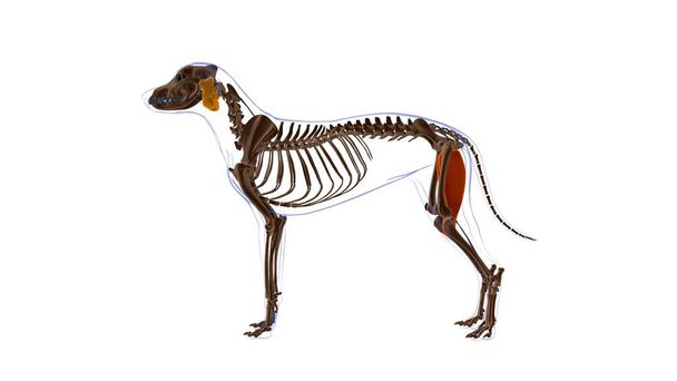 Gracilis Muskel Hundemuskel Anatomie für medizinisches Konzept 3D Illustration - Foto, Bild