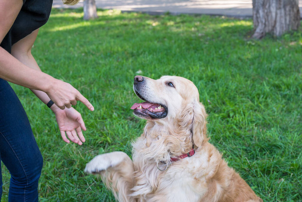 Золотий собака-ретривер дає лапу дівчині
 - Фото, зображення