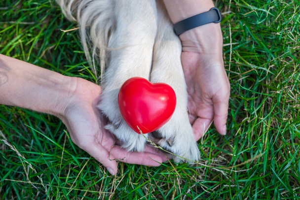 retriever hondenpoten, meisjeshanden en rood hart. Liefdesdieren concept - Foto, afbeelding