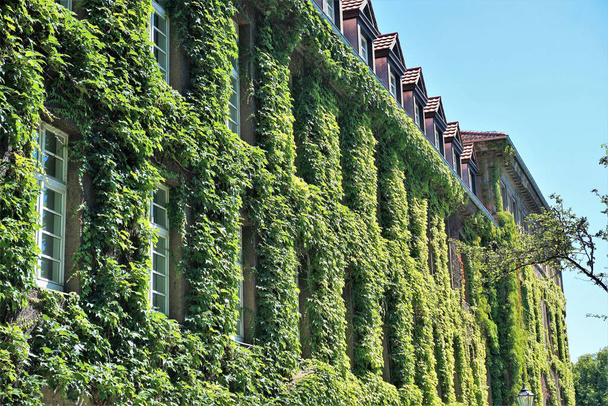 垂直庭として自然の緑の植物で覆われた壁を持つ家 - 写真・画像