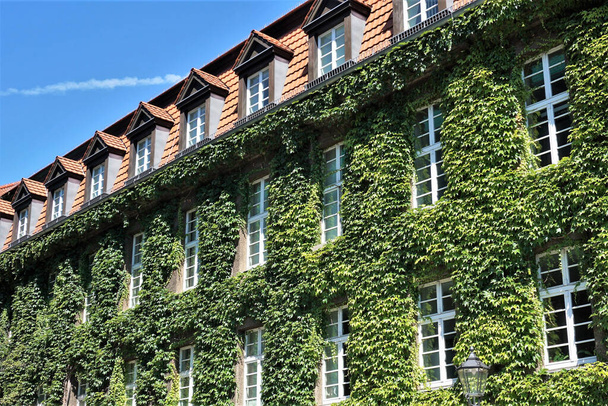 Casa con paredes cubiertas de plantas verdes naturales como jardín vertical
 - Foto, imagen