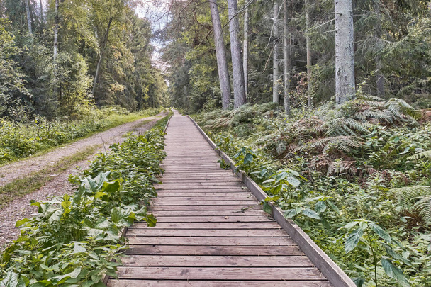 Pavimenti in legno in una foresta mista, sentiero ecologico Korolevsky Bor su Curonian Spit o Kurshskaya kosa. Area escursionistica in Russia, regione di Kaliningrad. - Foto, immagini