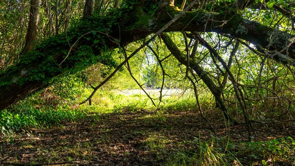 Yeşil ve nemli ormanda neredeyse yatay olarak büyüyen bir ağacın oluşturduğu ormandaki doğal köprü. - Fotoğraf, Görsel