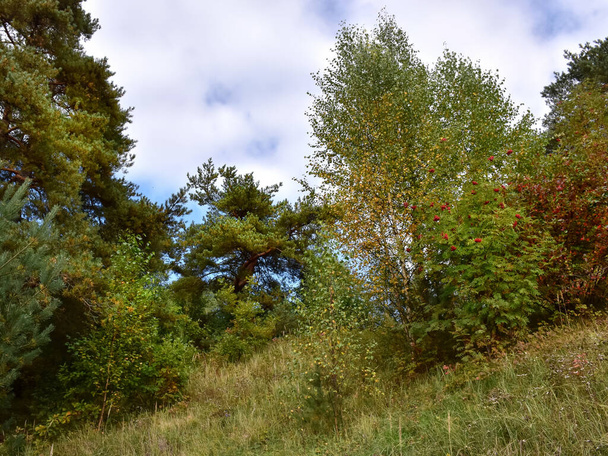 Paesaggio d'autunno. Alberi e arbusti crescono su una piccola montagna.  - Foto, immagini
