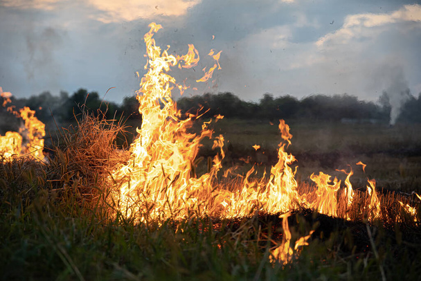 Ogień w stepie, trawa płonie niszcząc wszystko na swojej drodze. - Zdjęcie, obraz