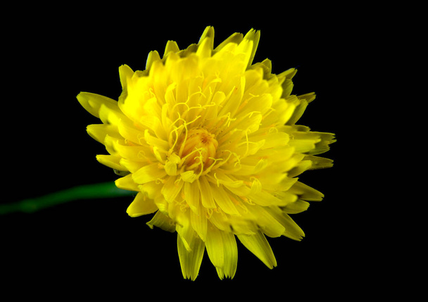 The catsear, Hypochaeris radicata, is a false dandelion, perennial native to Europe but an invasive weed in the rest of the world, which produces bright yellow flowers  - Photo, Image