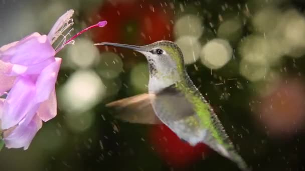 Vrouwelijke kolibrie bezoekt roze bloem op regenachtige dag, slow motion van 120FPS - Video