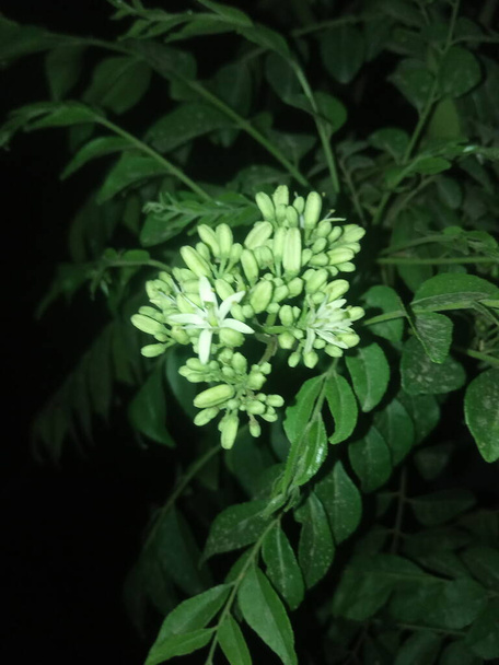 Naam van de plant is Curry patta, mitha neem, kerrieboom, Murraya koenigii of Bergera koenigii - Foto, afbeelding
