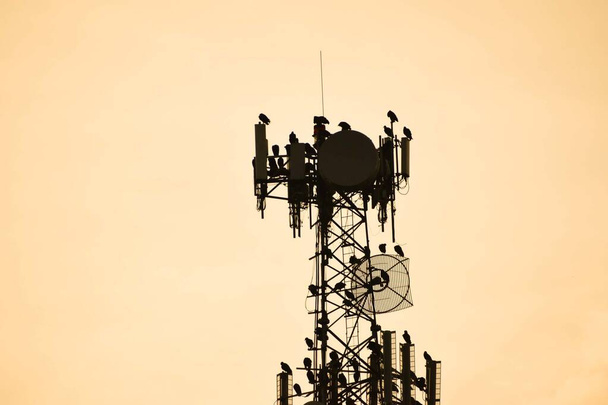Vultures sitting on a telephone tower in the Florida everglades at sunrise - Photo, Image