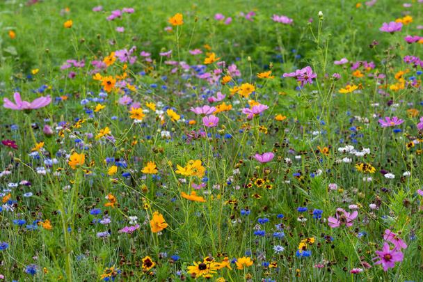 A mező nagyon színes vadvirágok tavasszal. - Fotó, kép
