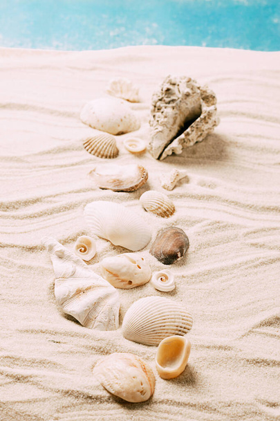 Морские экзотические ракушки моллюски ракушки белый пляжный песок. Концепция летнего отдыха. Копия шаблона открытки - Фото, изображение